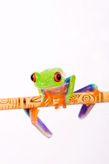 red eyed tree frog