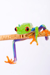 red eyed tree frog hanging on