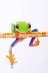 red eyed tree frog hanging on