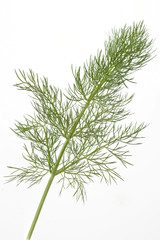 Fototapeta premium Aneth, plante aromatique.