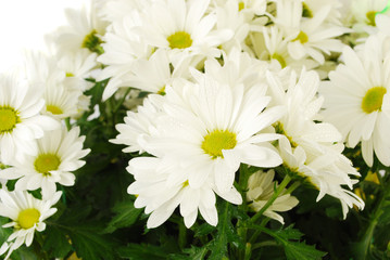 White flowers.