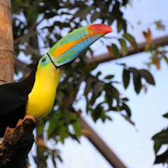 toucan 2