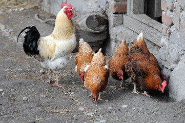 cock and hens © Fotokon