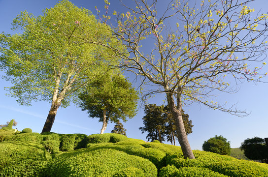 Jardin De Marqueyssac