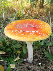 large fly agaric mushroom in forest