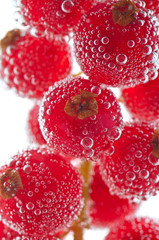 Red currant in water