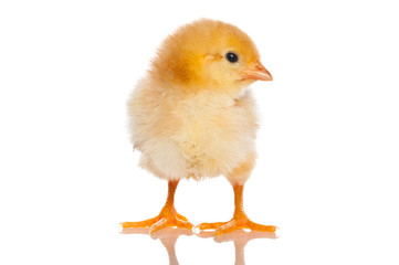 Cute little baby chicken against white background
