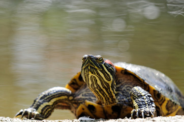 tortue de floride