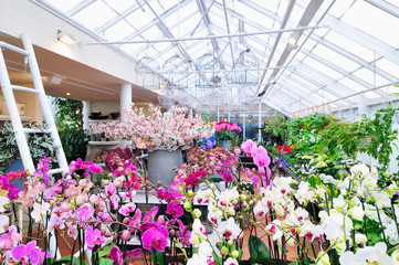 Orchidee all'interno di una serra