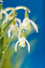 Snowdrop flowers