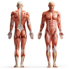 anatomy, muscles - 31485685