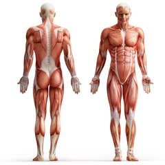 Fotobehang anatomy, muscles © adimas