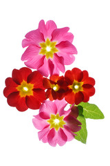 primula flowers on the white background