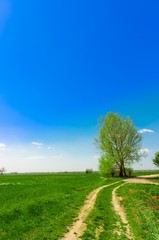 Fototapeta na wymiar Beautiful green landscape against blue sky with lone tree