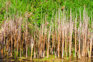 Bamboo in swamp