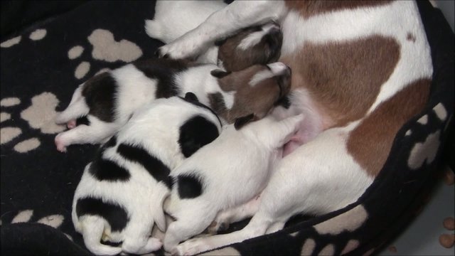 Jack Russel Welpen