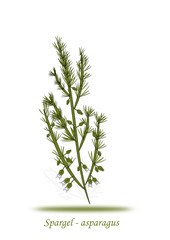 Spargel Illustration