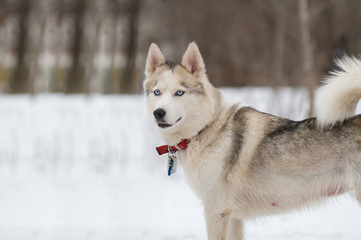 Siberian Husky puppy