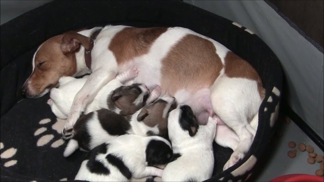 Jack Russel Welpen