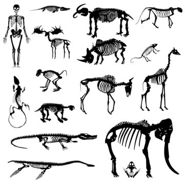 Animal Skeleton Images – Browse 1,732 Stock Photos, Vectors, and Video |  Adobe Stock