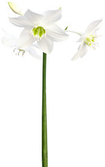 fleurs blanches du lys de la vierge sur fond blanc