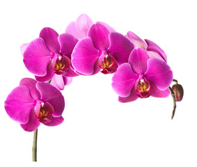 Obraz na płótnie Canvas phalaenopsis