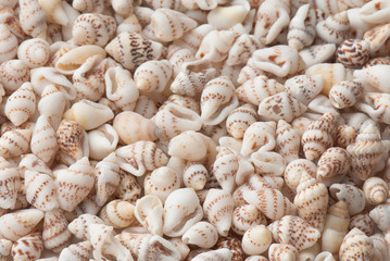 seashell
