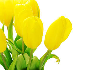 Obraz premium yellow tulips