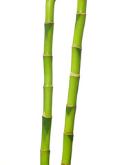 green bamboo