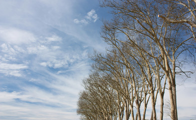 Trees and blue sky