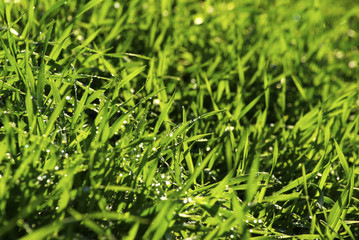 green lawn