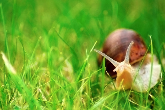 big snail on grass