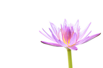 Purple Water Lily Isolated