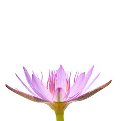Purple Water Lily Isolated