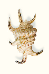 Obraz na płótnie Canvas lambis scorpio