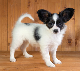 Papillon puppy