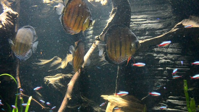 Discofische