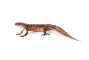 Naklejka premium Llizard