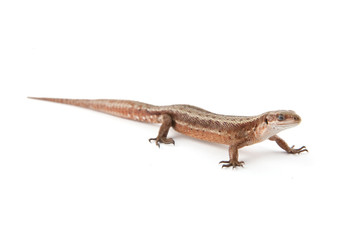 Llizard