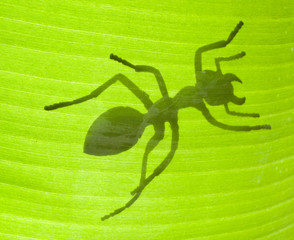 fourmi sur feuille de bananier