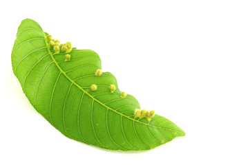 Leaf Isolated On White