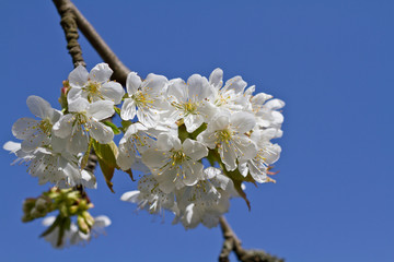 Kirschblüte, Prunus cerasus