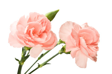 pink carnation