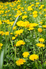 Obraz premium löwenzahn