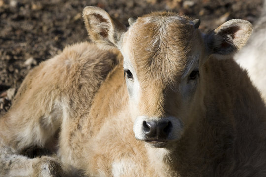 Kalb