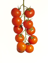 Grappolo di pomodorini su fondo bianco