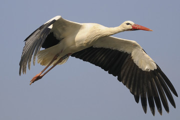 White Stork in flight - Ciconia ciconia