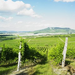 Fototapeta na wymiar vineyards, Palava, Czech Republic