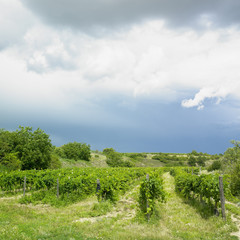 Fototapeta na wymiar vineyard, Czech Republic