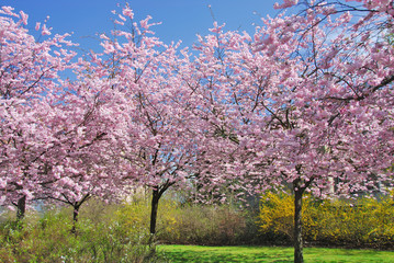 Naklejka premium Stadtpark im Frühling 3103